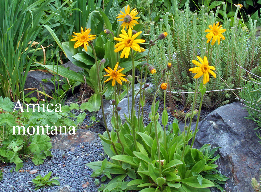 Arnica montana / Berg Wohlverlei